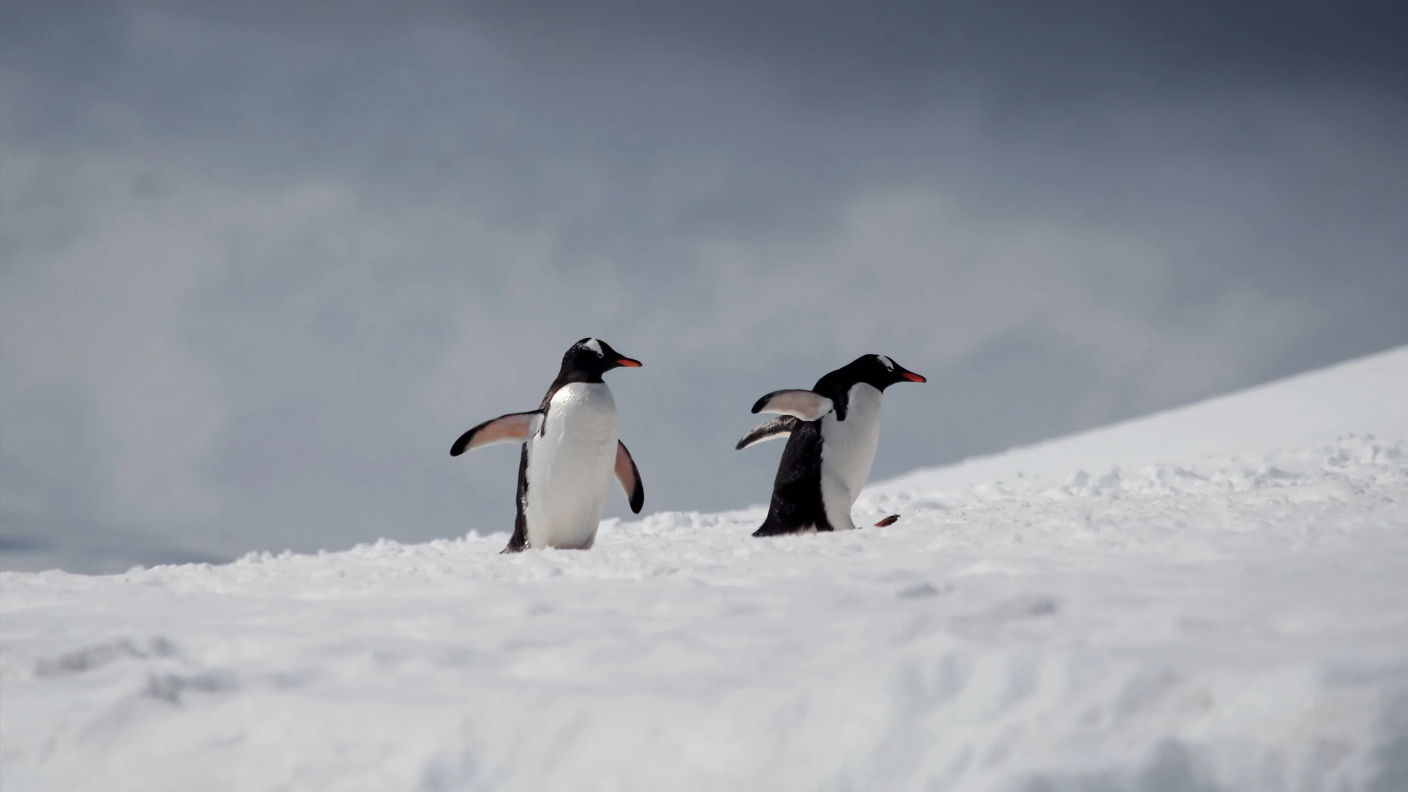 Two penguins on the snow.