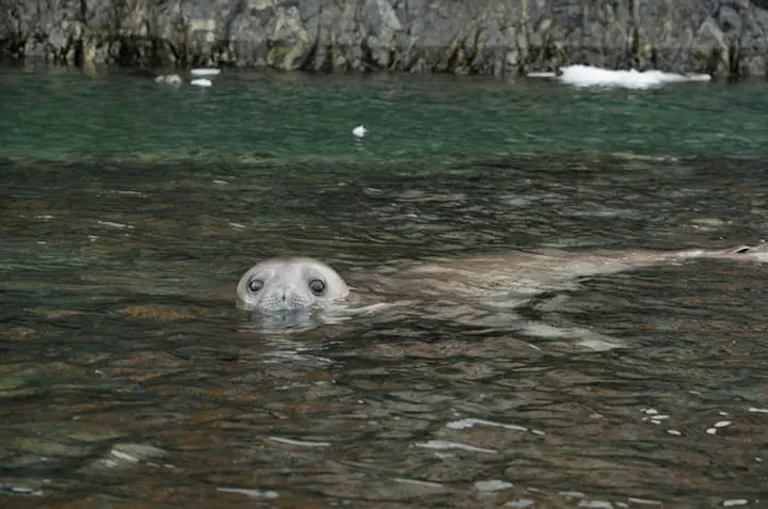 a seal popping his head above the water in Antarctica