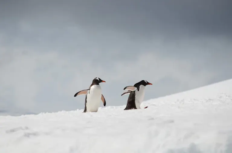 two penguins dashing past on the snow in the Antarctica wilderness 