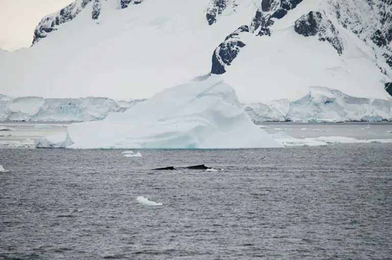 sighting an orca in the water in Antarctica during a wildlife polar trip