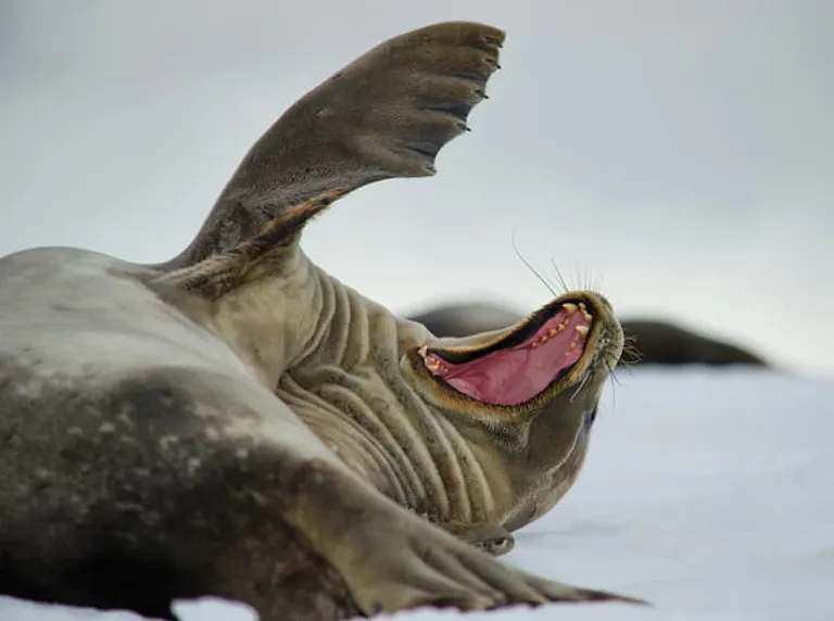 a sea lion laughing and frolicking in the ice of Antarctica