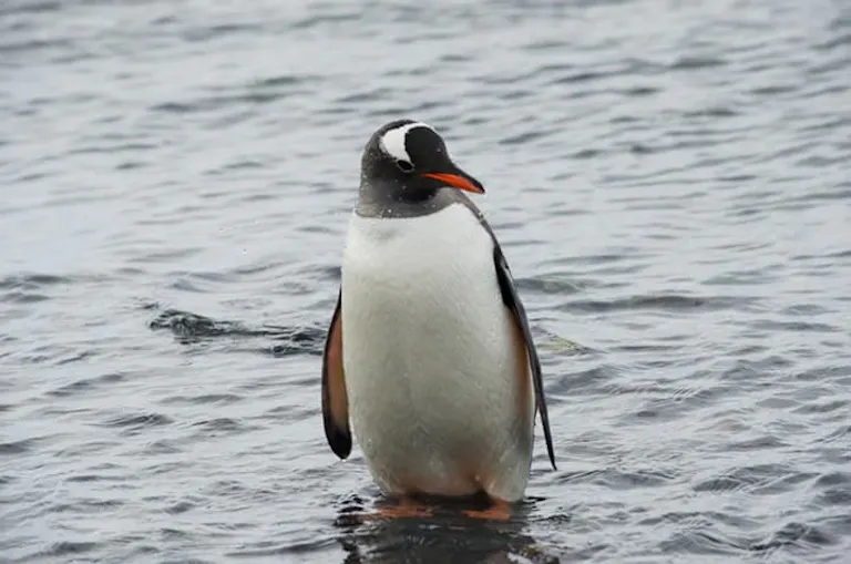 an Arctic penguin standing in the surface of a shallow water in Antarctica, unsure of next move 