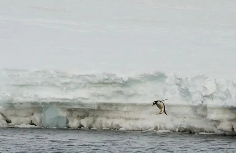 Arctic penguin diving into the icy cold water of Antarctica