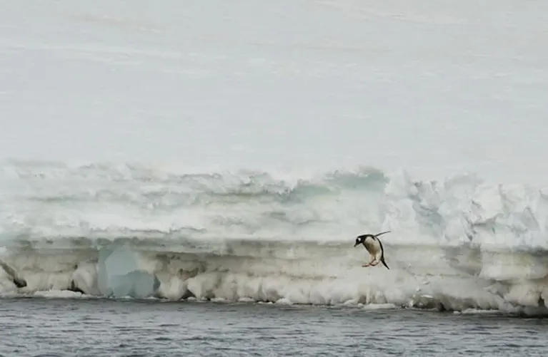 Arctic penguin diving into the icy cold water of Antarctica
