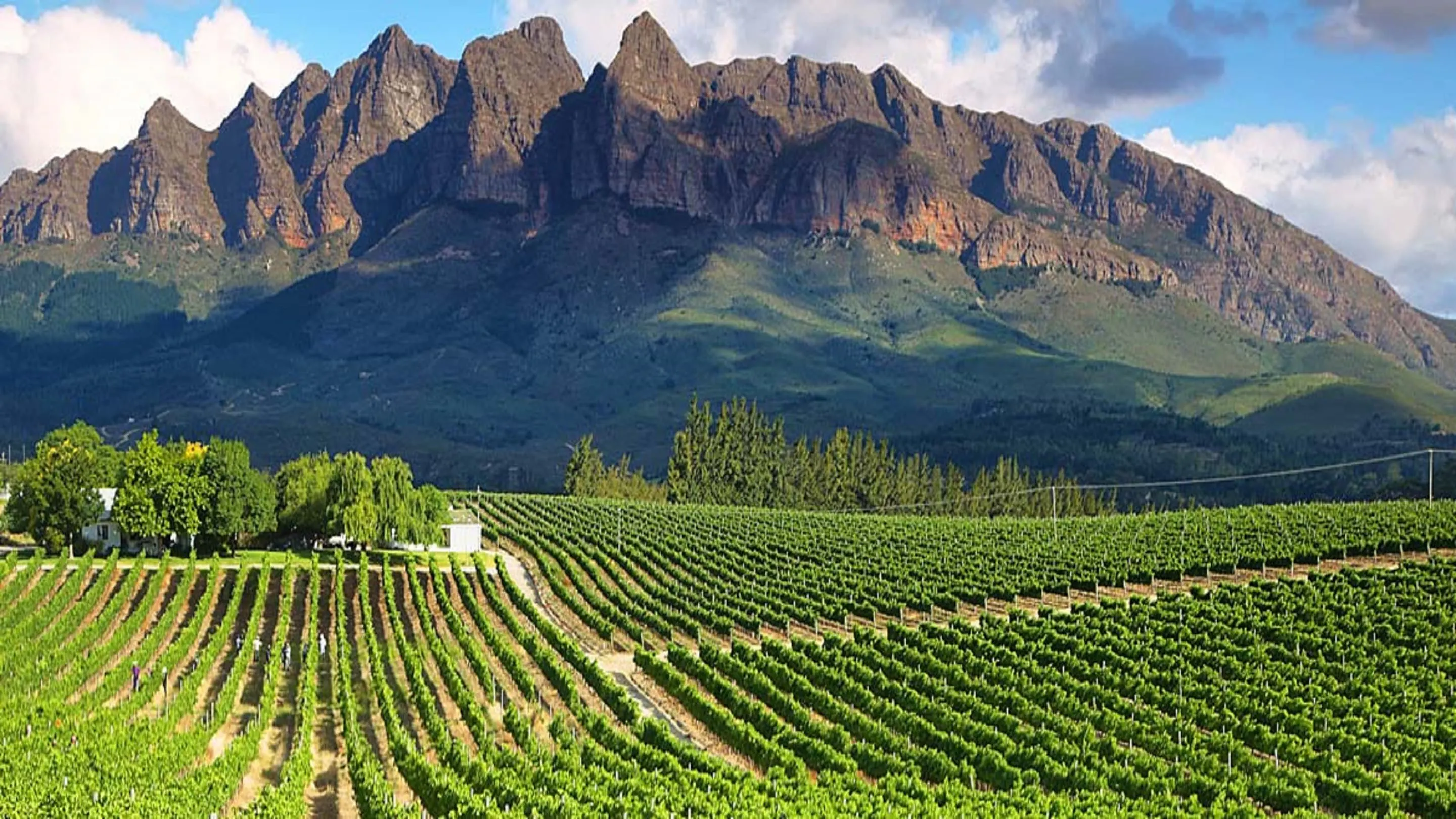 A vineyard with mountains in the background.