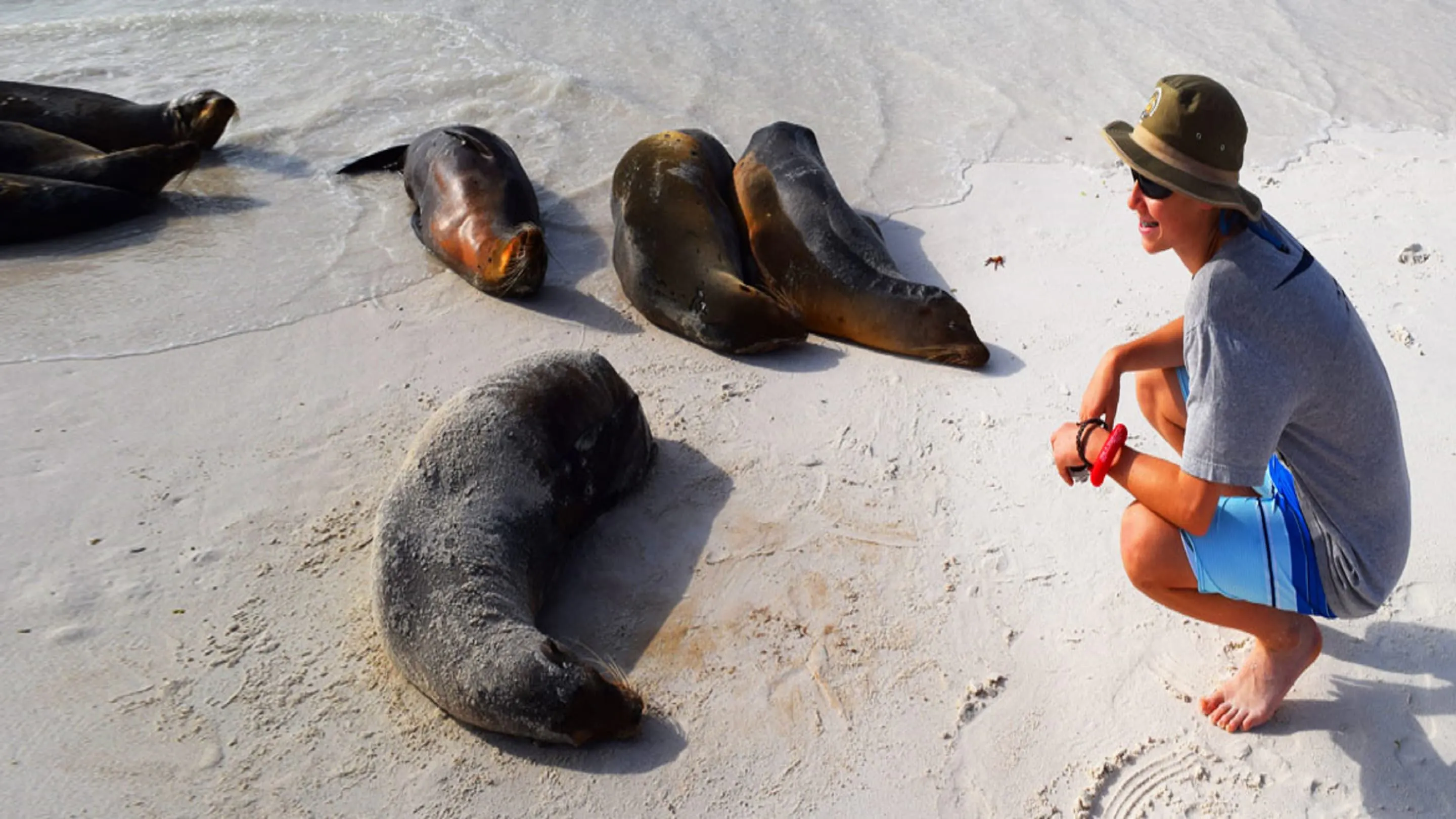 Galapagos Islands beach with sea lions relaxing near a traveler.