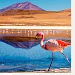 A pink flamingo is walking in front of a lake with mountains in the background.