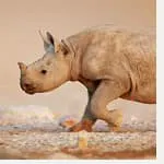 A baby rhino walking in the desert.