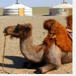 A camel is laying down in front of a yurt.