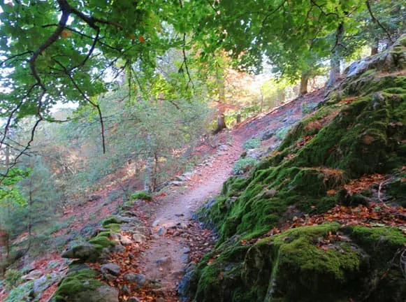 A moss covered trail in the woods.