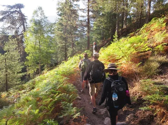 A group of people hiking on a trail in the woods.