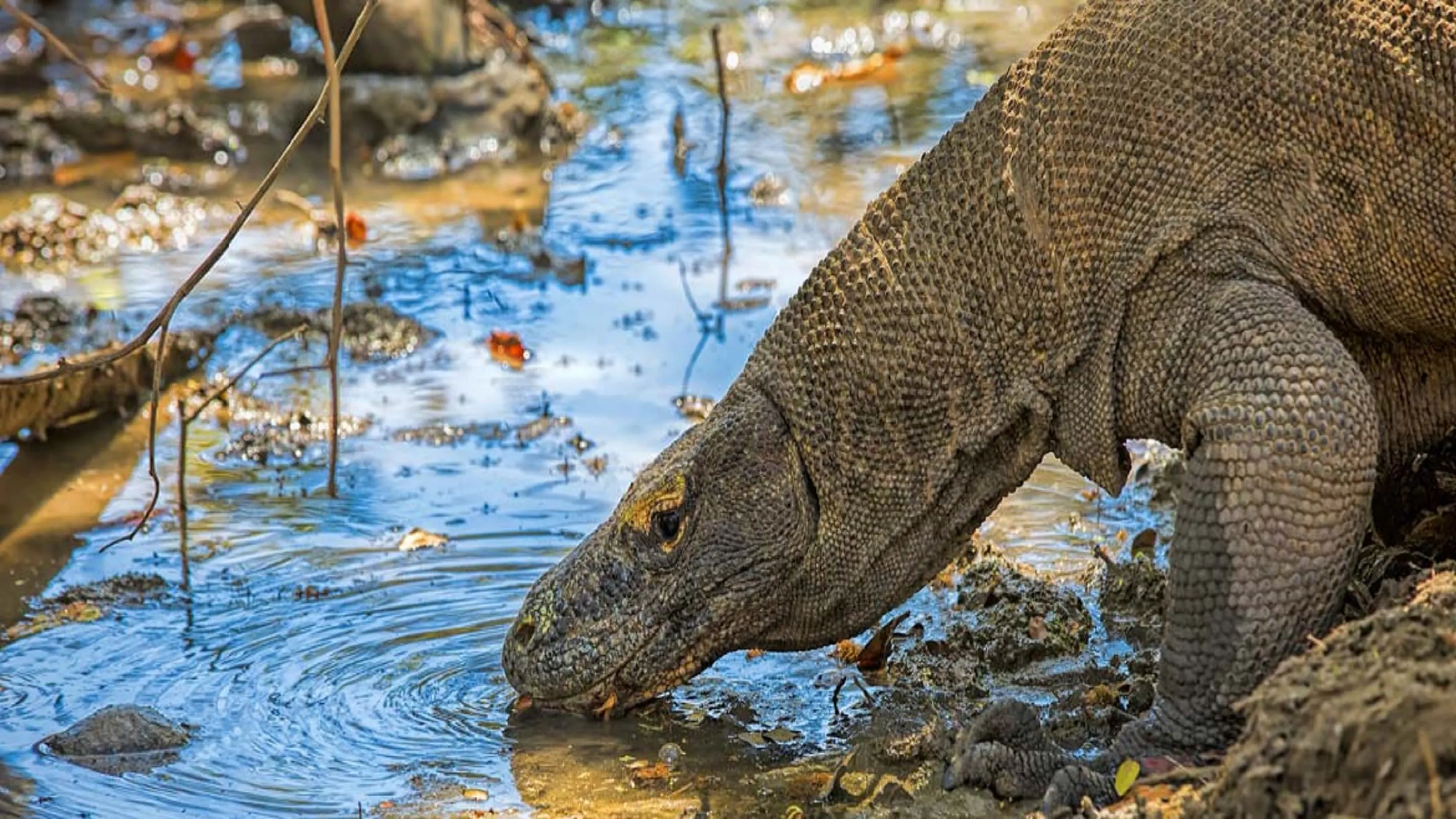 A lizard drinking water from a puddle.