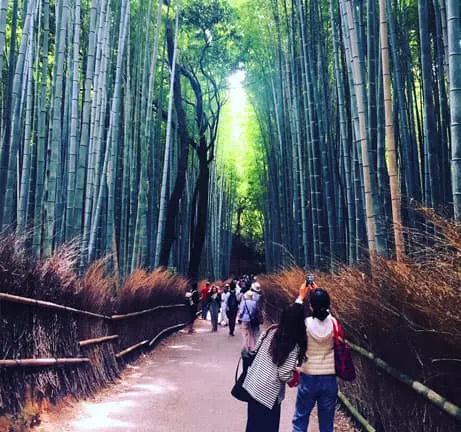 A group of people walking through a bamboo forest.