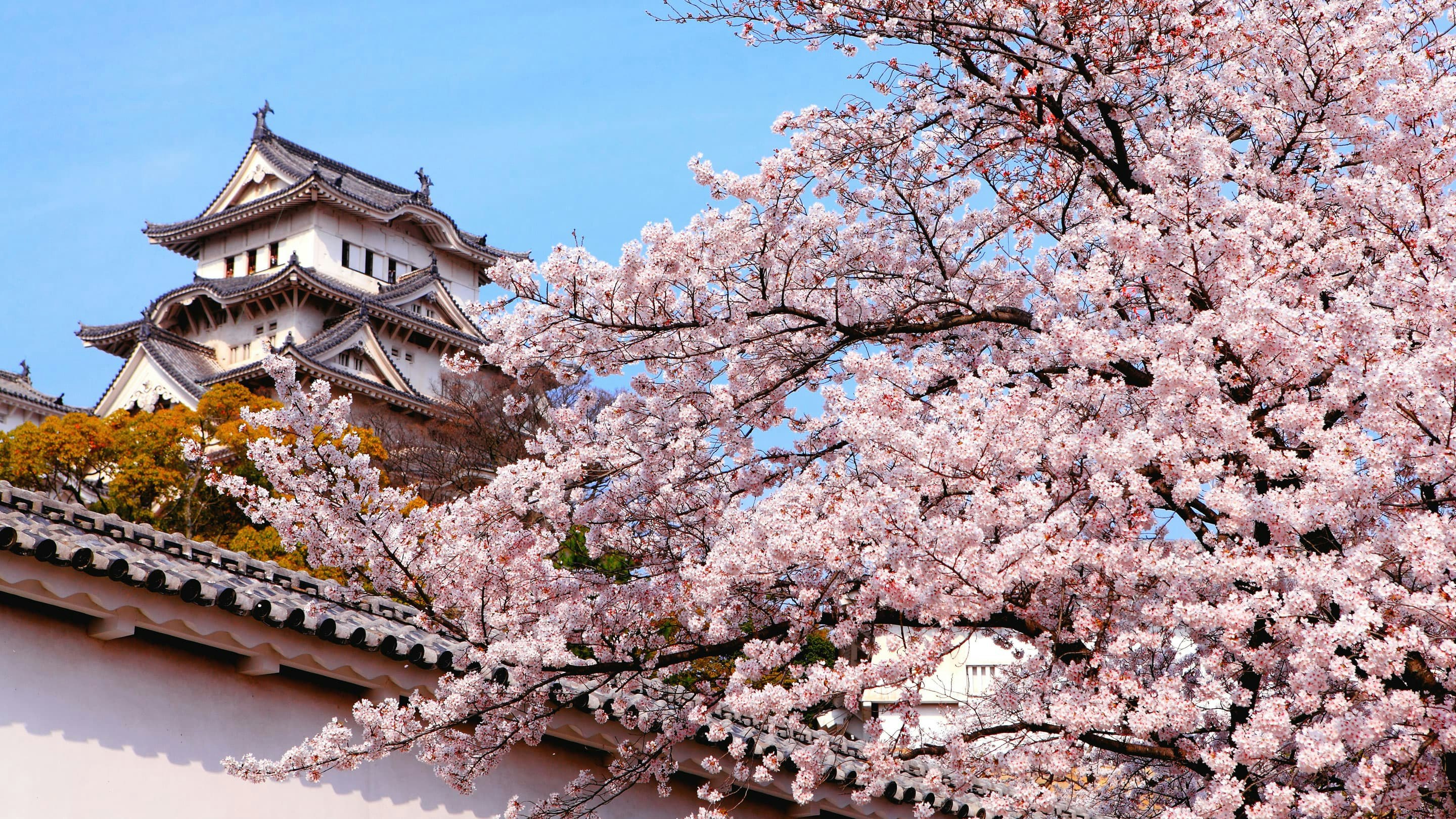 Exploring the ancient village towns of Japan's Kumano Kodo trail during cherry blossom season