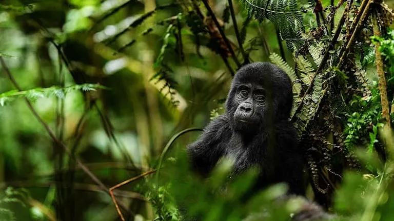 A baby gorilla is sitting in the jungle during an adventure.
