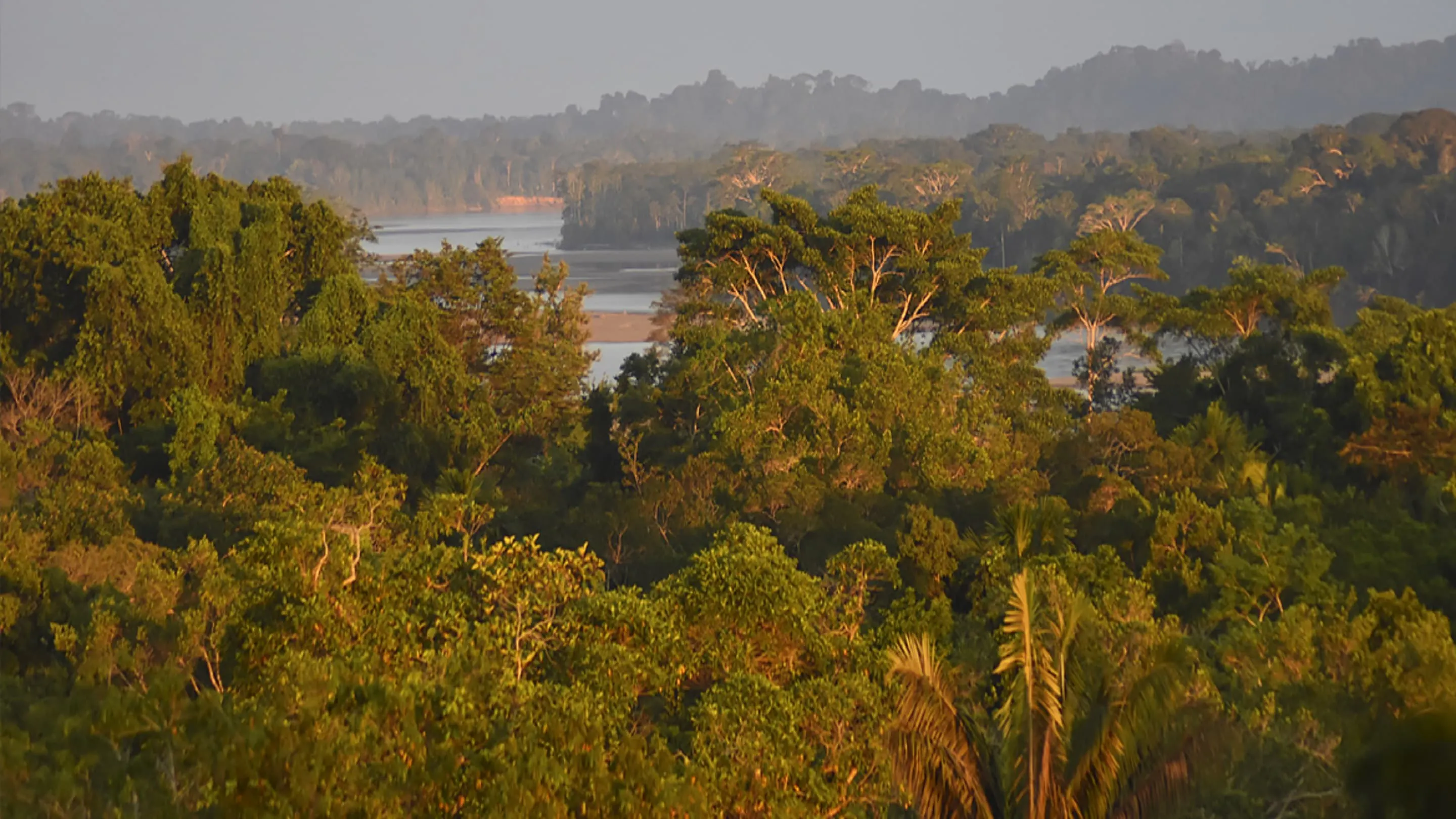 A view of a river and trees.