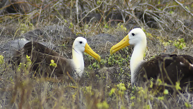 Portrait of the Galapagos