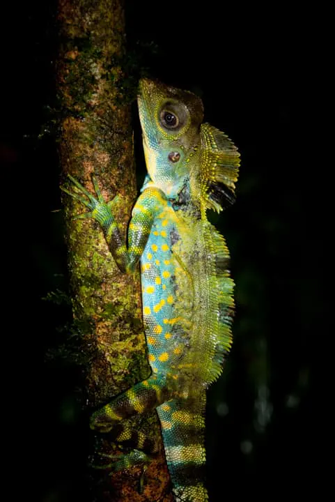 A green and blue lizard sitting on a branch at night.