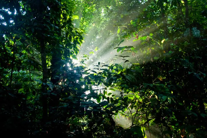 The sun shines through the trees in the jungle.