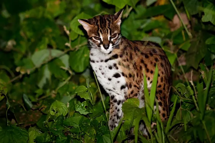 A spotted cat is standing in the grass at night.