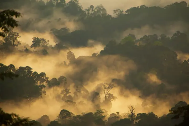 A misty forest with trees in the background.