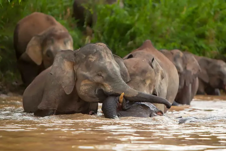 A group of elephants in a river.