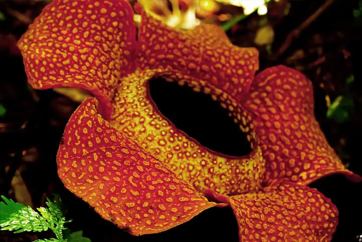 A red and orange flower in the forest.