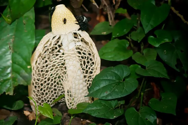 A white mushroom with a bug on it in the forest.