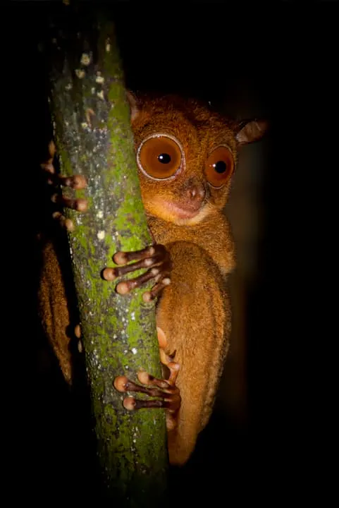 A small brown animal is sitting on a branch at night.