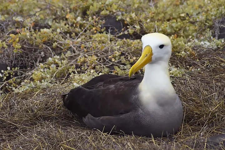 An albatross sitting in the grass with a yellow beak.