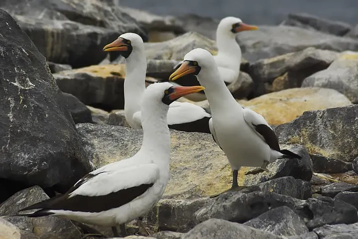 A group of white and black birds standing on a rocky shore.
