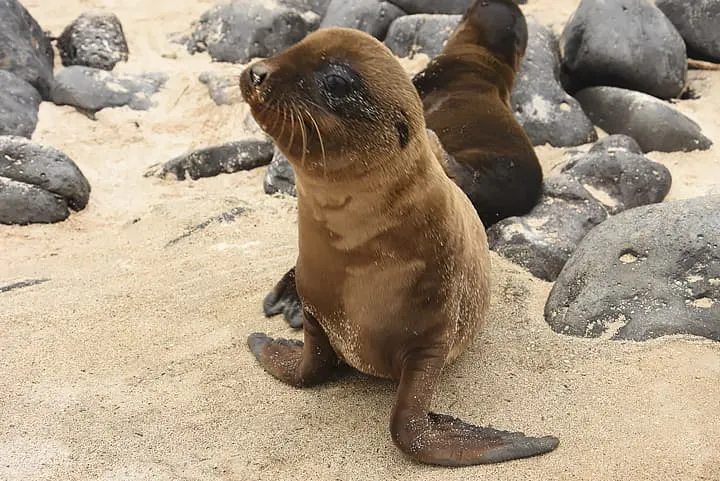 A baby sea lion is sitting on the sand.