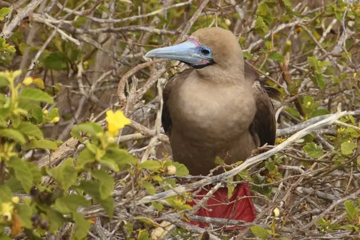 Red-footed booby in the galapagos islands.