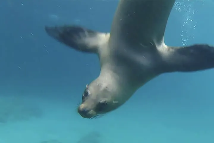 A sea lion swimming in the ocean.