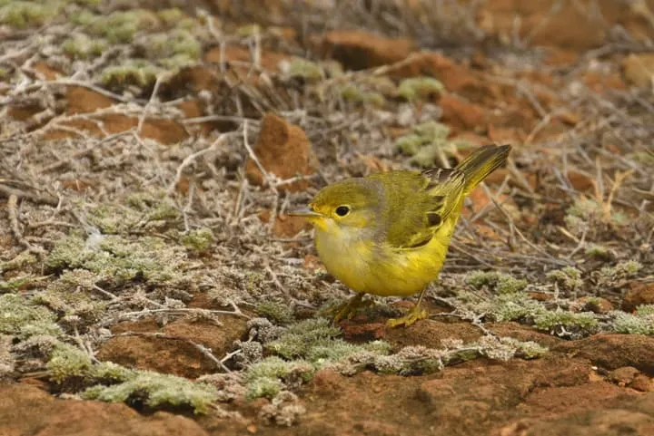 A small yellow bird standing on a rocky ground.
