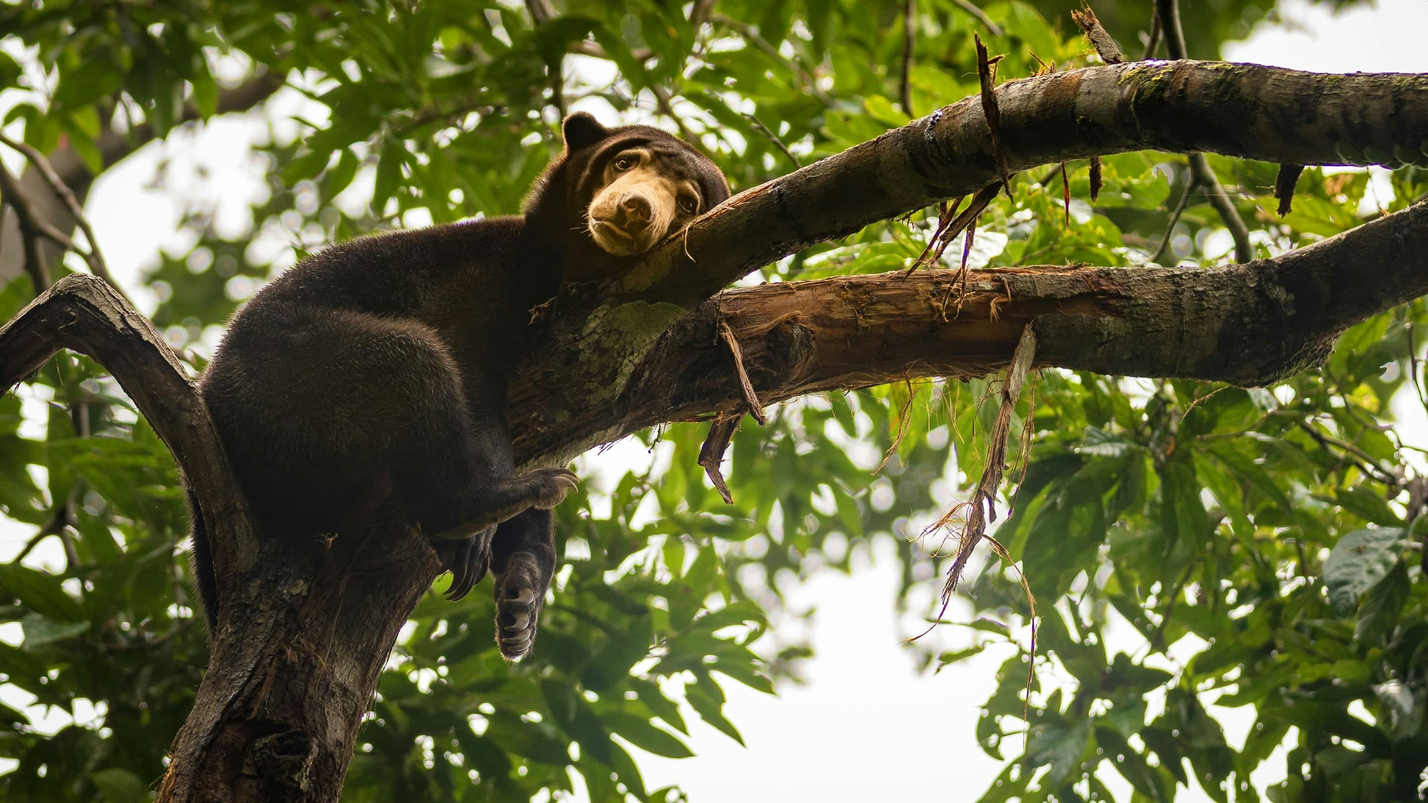 A bear is sitting on a tree branch.