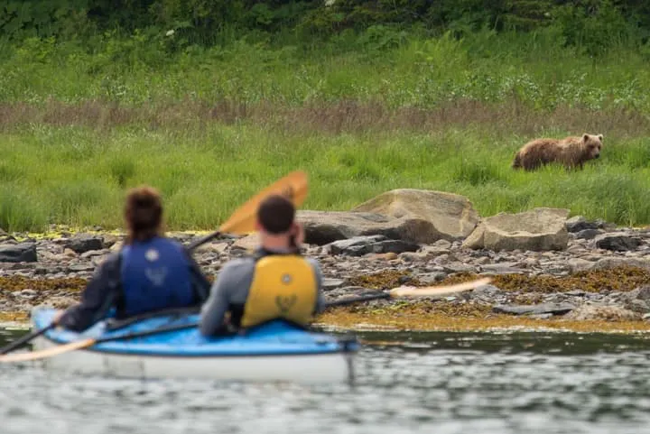 Two people paddling a kayak with a brown bear in the background.