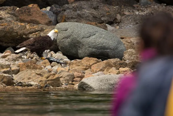 A bald eagle perched on rocks near a group of people.
