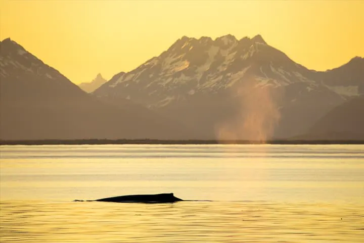 A humpback whale in the water with mountains in the background.