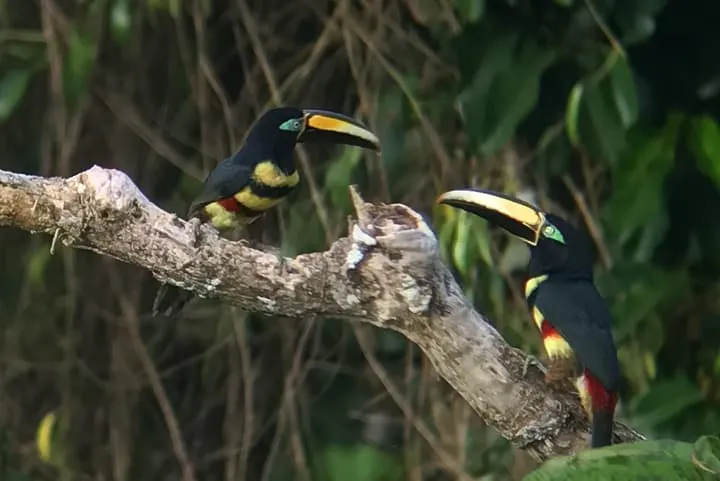 Two toucans perched on a tree branch.