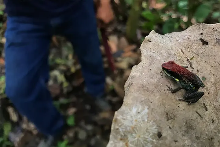 A red and black frog sitting on a rock in the forest.
