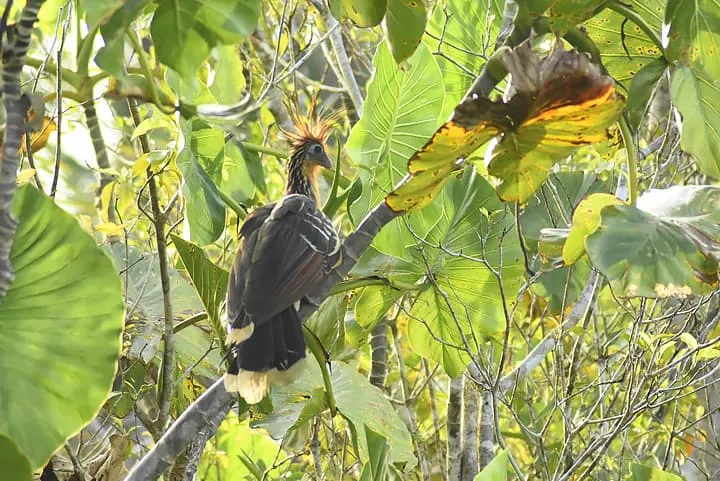 A bird perched on a tree in the jungle.