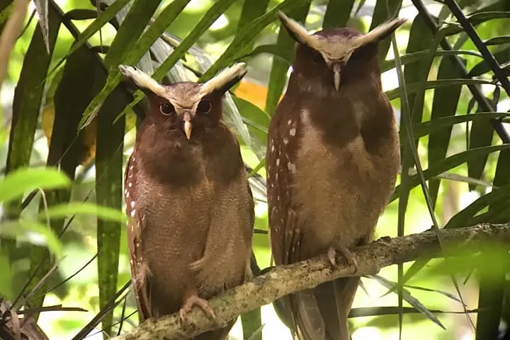 Two brown owls perched on a tree branch.
