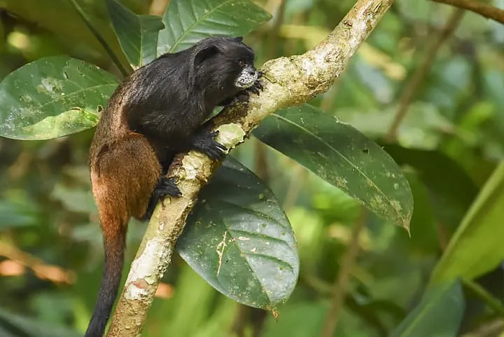 A black and brown monkey sitting on a tree branch.