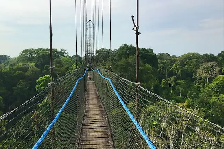 A person is walking across a suspension bridge in the jungle.