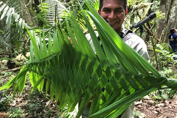A man holding up a palm leaf in the forest.