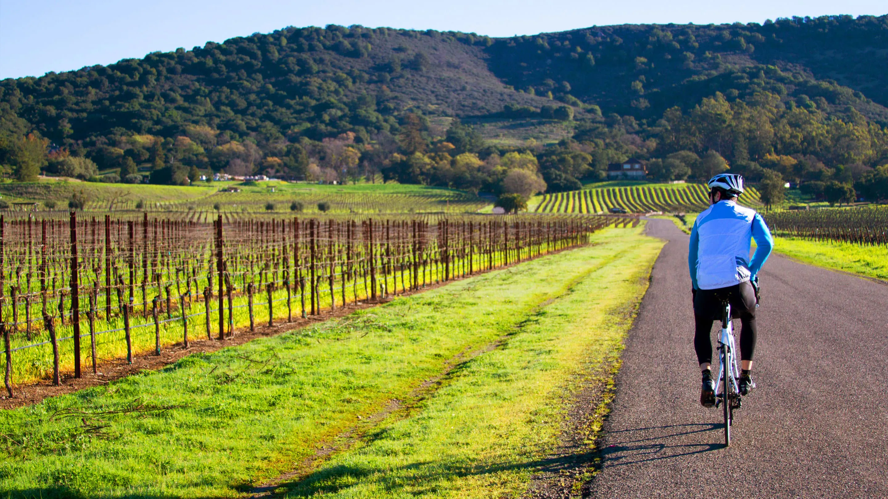 A person riding a bike down a road in a vineyard.