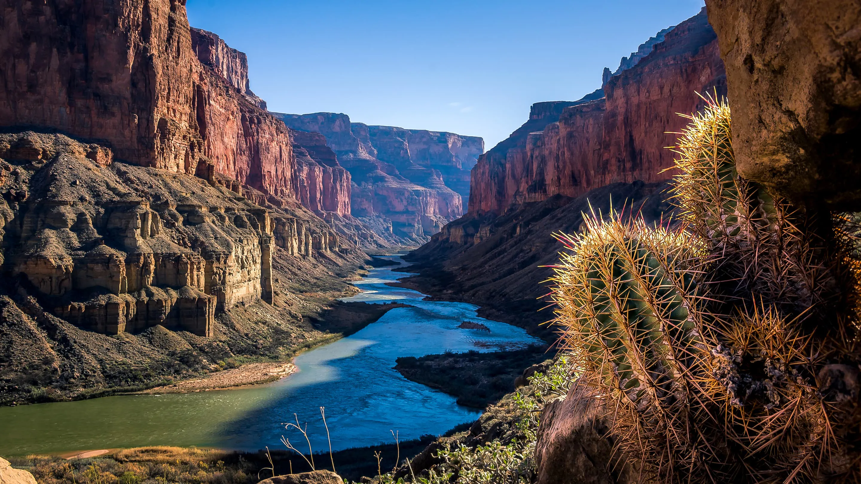 A cactus in the grand canyon.