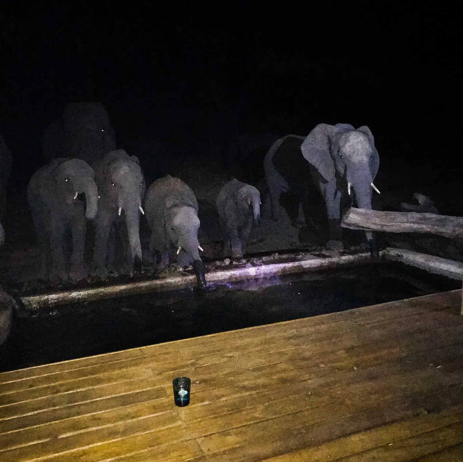 A group of elephants drinking from a pool at night.