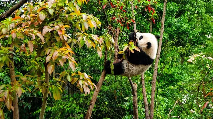 A panda bear is climbing a tree in a zoo.